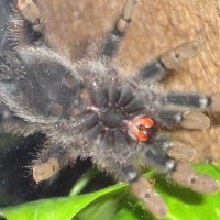 Male/female?