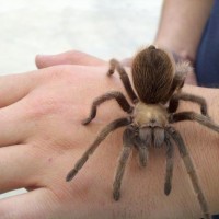 Male California Brown