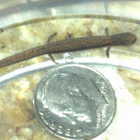 California Slender Salamander ( Baby )
