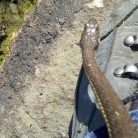 California Garter Snake