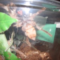 Pterinochilus Chordatus Sexing