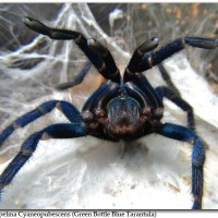 Chromatopelma Cyaneopubescens