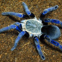 Tarantulas