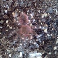 Acanthoscurria Brocklehursti/ Hannah