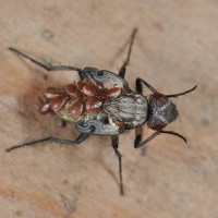 Fly with deformed wings and parasitic mites