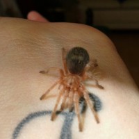 Grammostola Rosea 'tallulah'