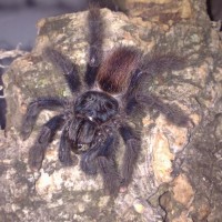 Avicularia Sp. "suriname" ?