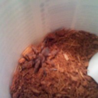 B Smithi Sling