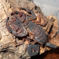 Centruroides Gracilis Females