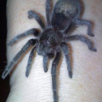 Grammostola pulchra (female name pending)