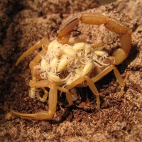 Leiurus Quinquestriatus Female With Brood