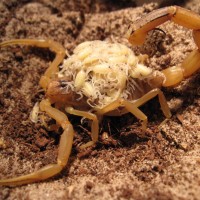 Leiurus Quinquestriatus Female With Brood