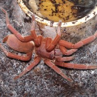 What Tarantula? From Negros Island Philippines