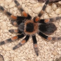 Mexican Red Knee