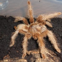 Female Monocentropus Lambertoni