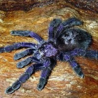 Female Avicularia Purpurea