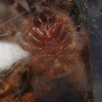 G. pulchripes (sex?)