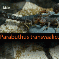 Parabuthus Transvaalicus Mating