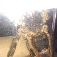 G. Pulchripes: M/f?