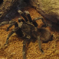 Sold As A Brachypelma Vagans