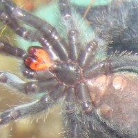 P. irminia sex "Turbo"
