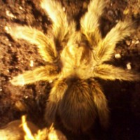 Grammostola Rosea