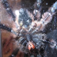 A. Versicolor M/f?