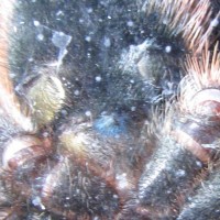 A. Versicolor M/f? (detail)