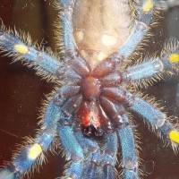 Is This A Female P. Metallica?