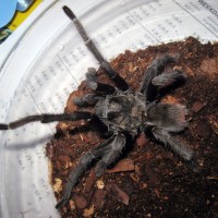 Mature Male Aphonopelma ?