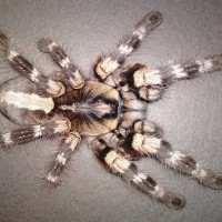 Poecilotheria Tigrinawesseli ??