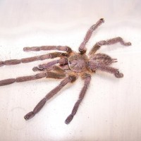 Mm P. ornata