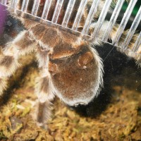 Brachypelma Smithi.. M/f??