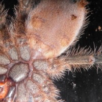 Avicularia Miniatrix