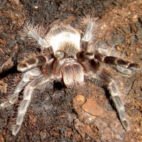 Acanthoscurria Paulensis