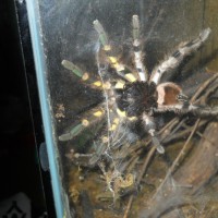 P Regalis