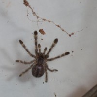 P. Regalis