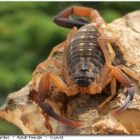 Lychas Scutilus Adult Female