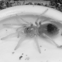 B/w Of My B.smithi :) Spaz