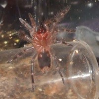 Grammostola Pulchripes (gender?)