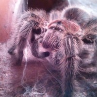 Grammostola Rosea