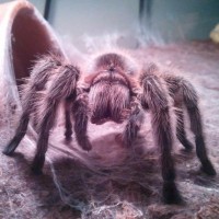 Grammostola Rosea