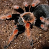 Brachypelma Boehemi