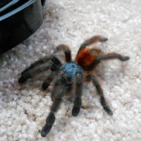 A. Versicolor - Calypso