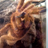 P. Murinus (diva<3)