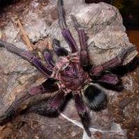 Phormictopus Sp. "purple"