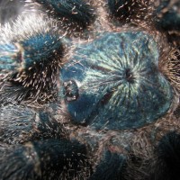 Avicularia metallica