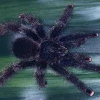 avicularia avicularia