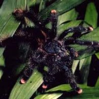 avicularia