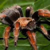 brachypelma boehmei